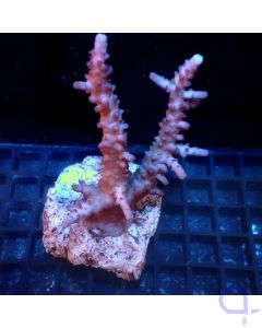 Acropora sp. - Violett #28