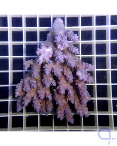 Acropora batunai - Blau