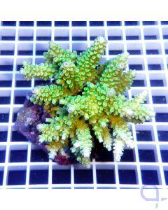 Acropora chesterfieldensis - Hell Grün