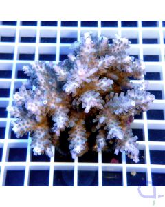 Acropora gomezi  SPS Koralle