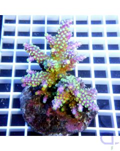 Acropora horrida SPS Koralle