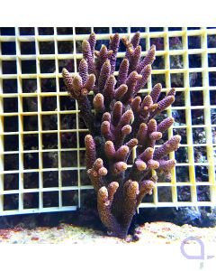 Acropora millepora Red XL - #35