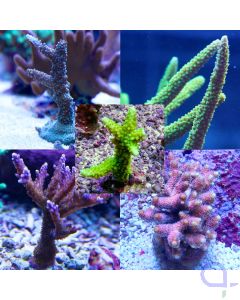 Acropora Ableger Set 5 Stück