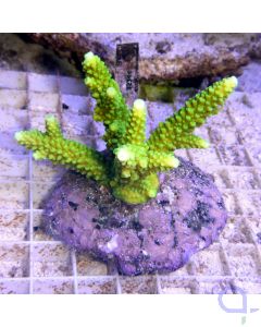 Acropora formosa Neon Grün