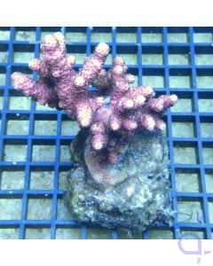 Acropora Millepora Pink