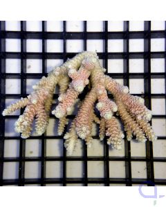 Acropora anthocercis - Rosa