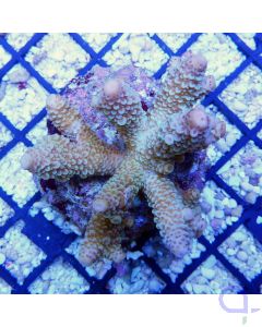 Acropora vermiculata