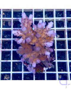 Acropora cerealis "Purple Tip"