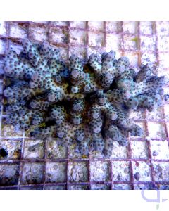 Acropora sarmentosa