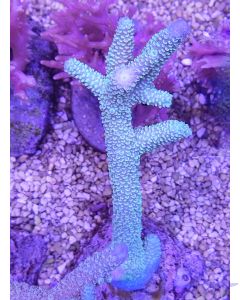 Acropora abrolhosensis - Blau