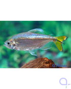 Blauer Kongosalmler - Phenacogrammus interruptus