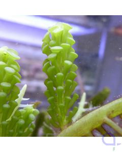 Caulerpa racemosa - Trauben Kriechsprossalge