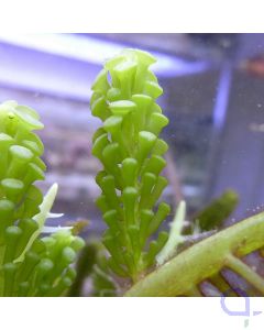 Caulerpa racemosa var. turbinata - Kriechsprossalge RARITÄT