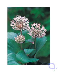 Alium karataviense - Blauzungen Lauch