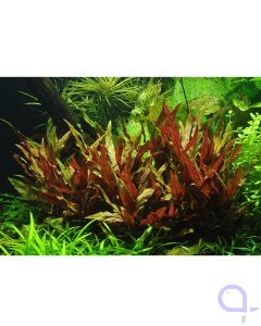 Alternanthera reineckii Pink - Lilafarbenes Papageienblatt Aquarium