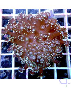 Alveopora gigas - Bright Tips