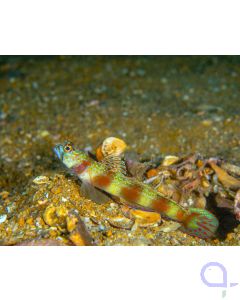 Amblyeleotris latifasciata - Breitgebänderte Garnelengrundel