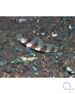Amblyeleotris periophthalma - Partnergrundel