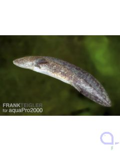 Axolotl naturfarben - Ambystoma mexicanum