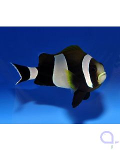 Amphiprion latezonatus - Weissband-Anemonenfisch