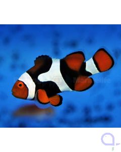 Echter Clownfisch - Amphiprion percula - kaufen