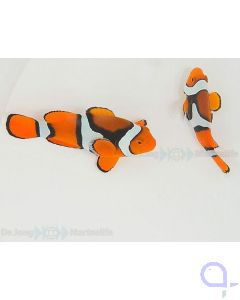 Echter Clownfisch Amphiprion percula