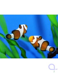 Amphiprion ocellaris - Zuchtform Gladiator - PAAR