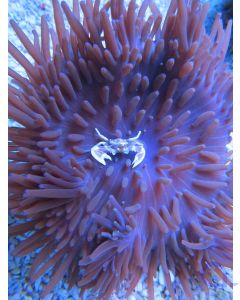 Heteractis crispa - Lederanemone violett