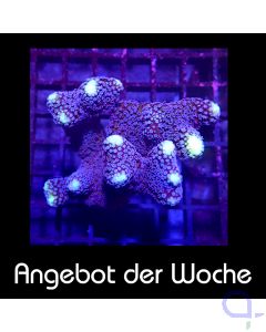 Stylophora - Milka - Ableger