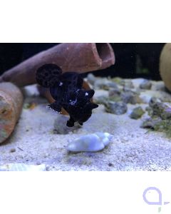 Antennarius sp. Black - Schwarzer Anglerfisch