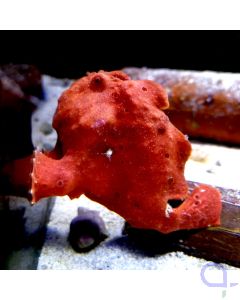 Antennarius maculatus - Warzen-Anglerfisch Rot