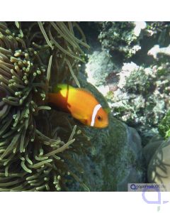 Amphiprion nigripes - Malediven Anemonenfisch