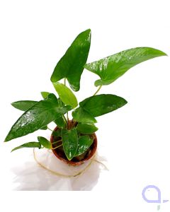 Anubias Gracilis - Ansicht