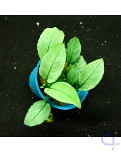 Anubias barteri nana Jade - Zwergspeerblatt - Pflanze
