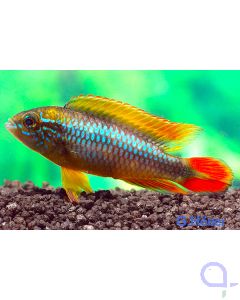 Agassiz’ Zwergbuntbarsch - Apistogramma agassizii 