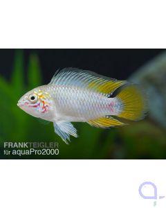 Apistogramma borelli, opal