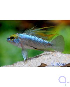 Dreistreifen Zwergbuntbarsch - Apistogramma trifasciata