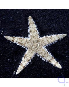 Archaster - Draufsicht - VvH