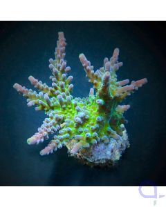 Acropora austera