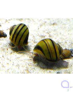 Zebra-Apfelschnecke - Asolene spixi