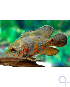 Pfauenaugenbuntbarsch (Oskar) - Astronotus ocellatus