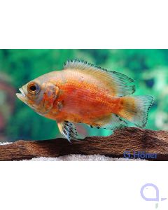 Red Oscar - Roter Oskar - Astronotus ocellatus