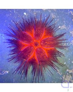 Astropyga radiata - Roter Diademseeigel