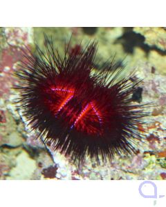 Astropyga radiata - Roter Diademseeigel