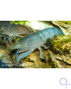 Blaue Monsterfächergarnele - Atya gabonensis