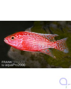 Aulonocara spec. Firefish (Hybride)