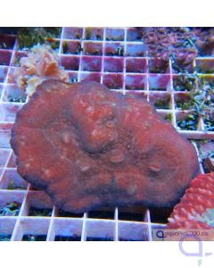 Australomussa rowleyensis - Lobophyllia rowleyensis