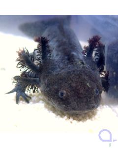 Axoltol - Natur Dunkel - Gesicht