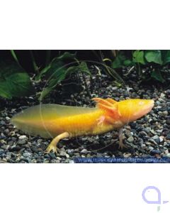 Axolotl Gold-Albino - Ambystoma mexicanum