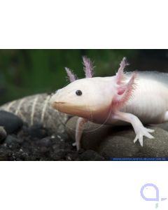 Axolotl Weißling - Ambystoma mexicanum